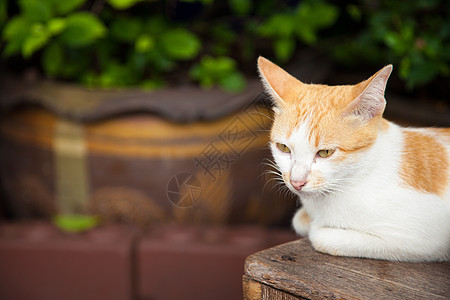 猫在看图片