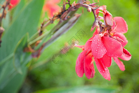 红花生活红色季节性植物群美丽花瓣植物学阳光植物花园图片