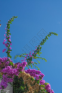 布干维尔a叶子植物学装饰品花园蓝色天空建筑园艺热带衬套图片