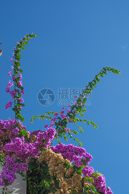 布干维尔a叶子植物学装饰品花园蓝色天空建筑园艺热带衬套图片