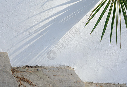 白墙 有棕榈阴影背景图片