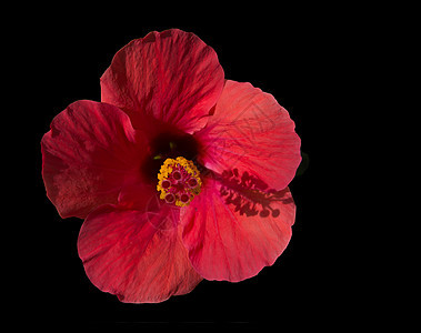红碧花花情调植物群花朵花园热带异国蔷薇树木叶子木槿图片
