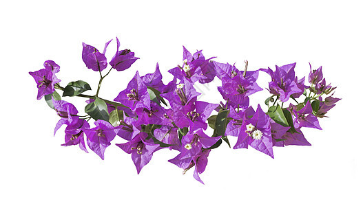 布干维尔a黏土装饰品叶子植物群美丽晴天紫色衬套热带建筑图片
