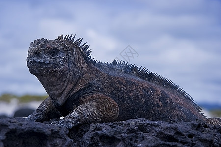 依瓜纳鬣蜥野生动物乐关花园异国火山热带蜥蜴荒野情调图片
