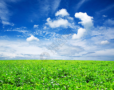 绿绿地地平线晴天农村场景草地天堂植物季节农场天空图片