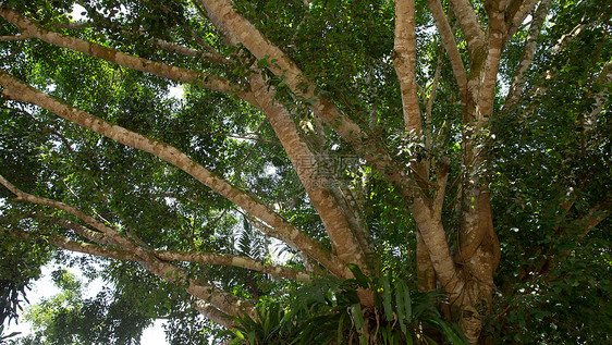 绿木树叶环境遗产背光叶子植物木头绿色植物皮层树木图片