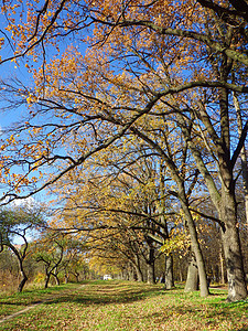 秋季背景绿色阳光季节植物橙子乡村公园棕色树木黄色图片