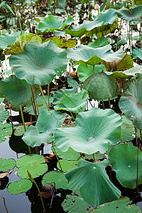 莲花叶莲宏观百合叶子荷花池塘植物植物学花园图片