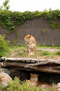 动物园的两只母狮图片