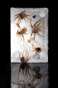 冰冻的海鲜章鱼餐厅美食黑色营养海洋烹饪触手贝壳背景图片