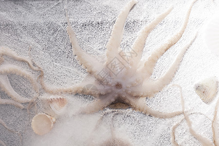 冰冻的海鲜烹饪海洋贝壳触手乌贼营养章鱼鱿鱼美食食物图片