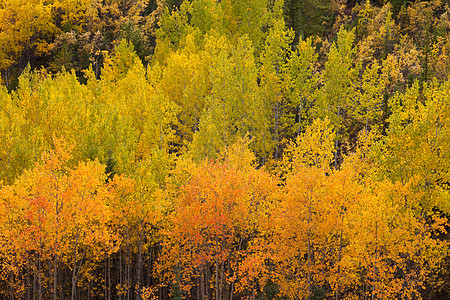 黄树落下 育空北方森林泰加图片