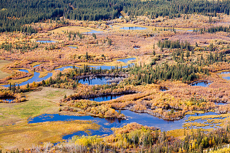 湿地沼泽池落下北方森林泰加育空图片
