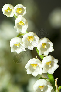 山谷的莉莉香气花束花朵花瓣百合森林树叶季节植物群花园图片