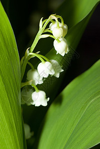 山谷的莉莉宏观花瓣叶子树叶植物群季节草本植物香气花园亮度图片