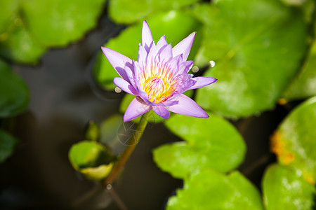 紫色莲花热带叶子荷花花瓣池塘异国美丽花园情调宏观图片