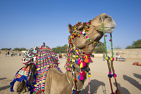 骆驼礼服商业家畜运输装饰节日奢华风格装饰品沙漠旅行图片