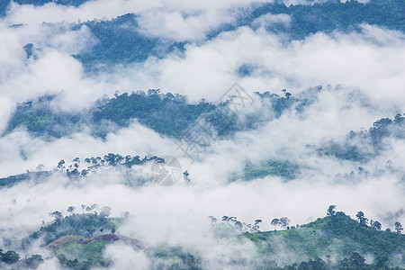 雾林植物海浪绿色雨林土地薄雾叶子天气曲线荒野图片