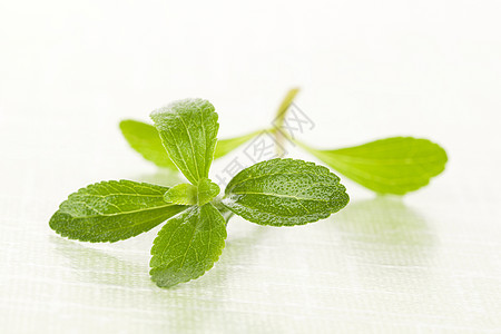 斯捷维亚糖叶饮食糖尿病绿色植物芳香叶子蛇麻子草本植物替代品枝条烹饪图片