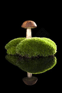 摩西的蘑菇图片