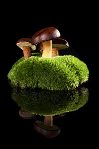 美味的蘑菇季节食物反射环境菌类绿色美食季节性棕色常委图片