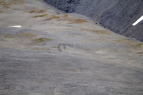 北极极地在自然环境中的熊捕食者打猎动物栖息地野生动物荒野瓦砾地岛白色全球图片