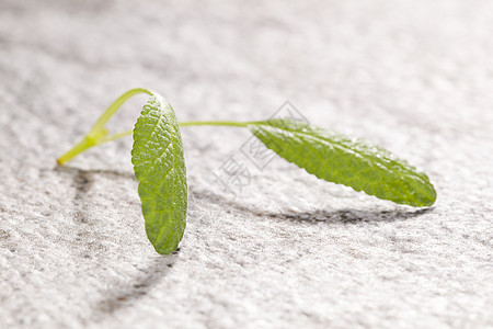 精子叶的细节图片