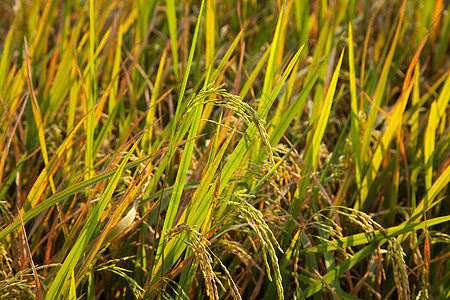 稻田的稻米种子农田农场农村热带植物生长食物场地粮食图片