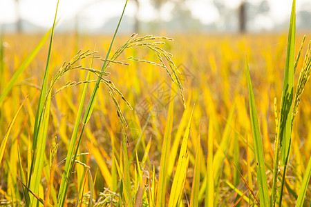 稻田的稻米植物农业种植园场景热带生长收成主食农场种子图片