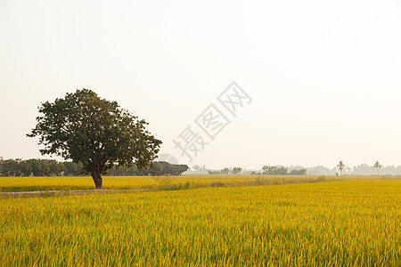 稻田里的大树场地农场天堂农业叶子植物草地多云天空蓝色图片