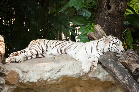 睡觉的老虎图片