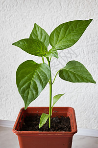 年轻的植物胡椒 在锅里播种图片