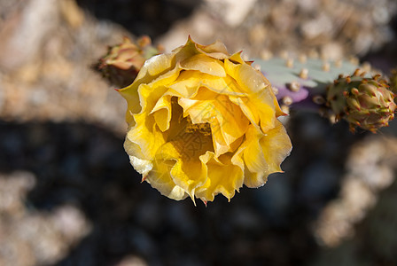 沙漠花肉质干旱沙漠黄色植物群绿色花瓣背景图片