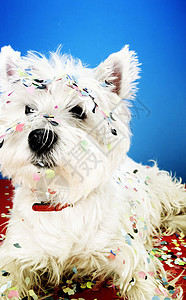 狗狗派对白色纸屑周年乐趣宠物犬类好奇心庆典小狗高地图片