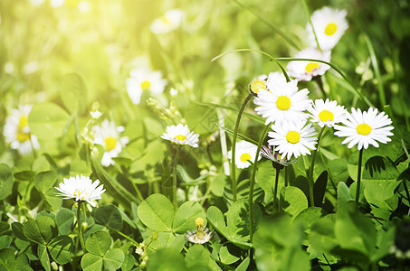 春白时期草地植物生长绿色太阳白色雏菊花朵荒野乡村图片