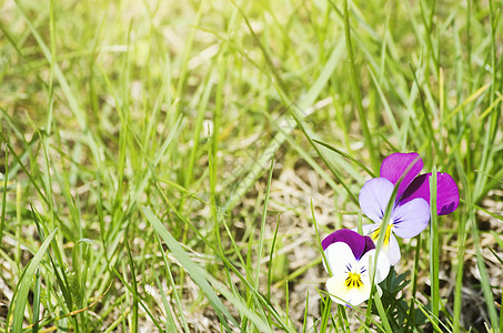 春粉花花季节园艺植物群中提琴花园紫色晴天植物图片