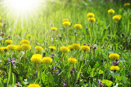 春花花草地花园植物绿色太阳图片