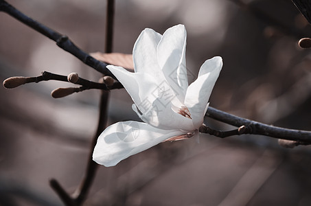 木兰花花季节性花园季节植物学公园植物植物群玉兰图片