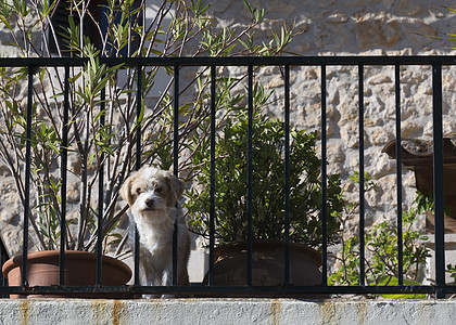 阳台上可爱的好奇狗图片