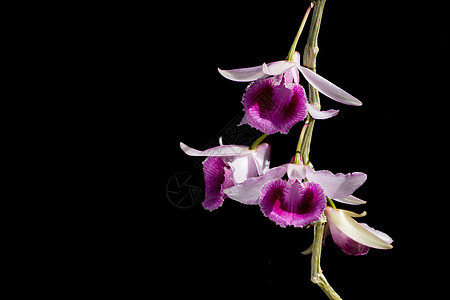 黑色背景上紫兰花组兰花热带花瓣植物群植物紫色白色图片
