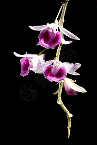 黑色背景上紫兰花组植物白色热带紫色植物群兰花花瓣图片