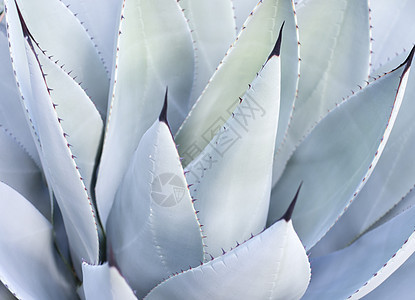 Aloe Vera工厂的装饰性叶图片