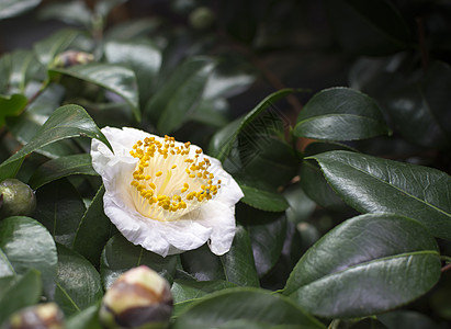 白骆驼花和花蕾生长白色叶子树叶花园花瓣植物茶花绿色黄色图片