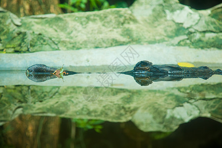 鳄鱼热带皮革隐藏说谎食肉荒野危险公园捕食者团体图片