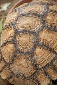大海龟动物公园环境爬虫动物园生活野生动物乌龟花园眼睛图片