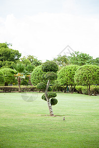 树木装饰绿色雕塑植物群衬套植物园艺作品路面花园雕刻图片