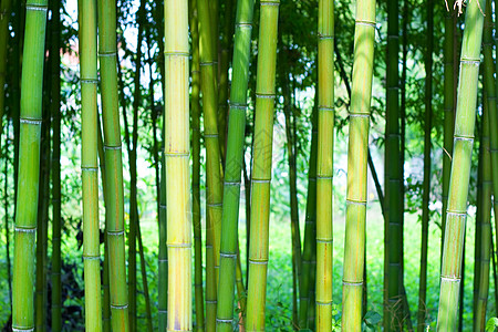 竹木林太阳文化园艺叶子生物活力木头花园气候风水图片