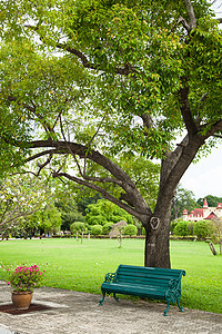 一棵树下面的座椅叶子座位绿色植物季节阴影公园退休孤独木头长椅图片
