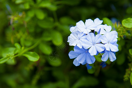 蓝色花朵植物学公园叶子花瓣团体花园宏观季节植物紫色图片