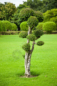 树木装饰植物群衬套路面绿色植物雕刻园艺雕塑公园作品图片